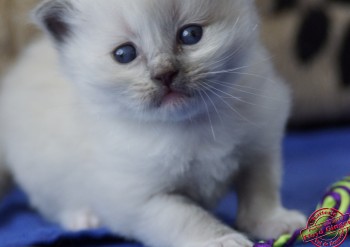 chaton mâle blue point-mitted 2 - 24 j - Chatterie Ragdolls du Val de Beauvoir